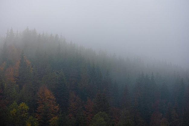 小学六年级英语翻译。加50分~~